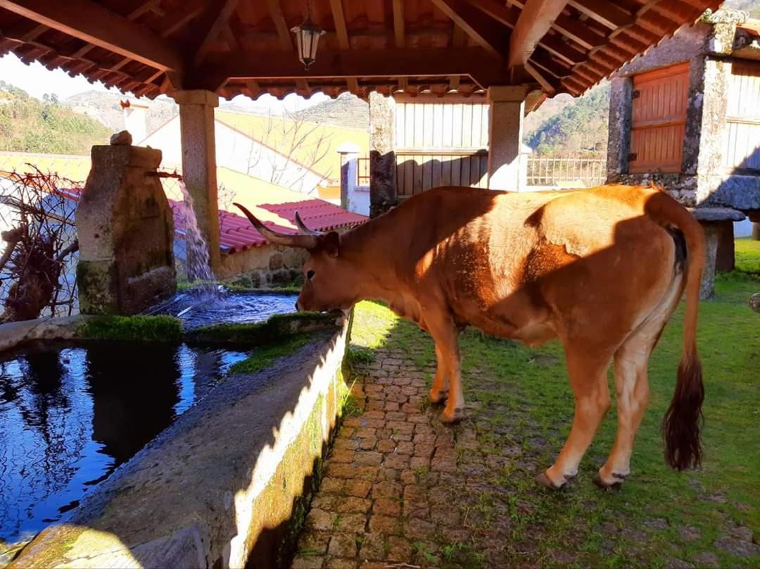Casa Da Fichua Holiday home *